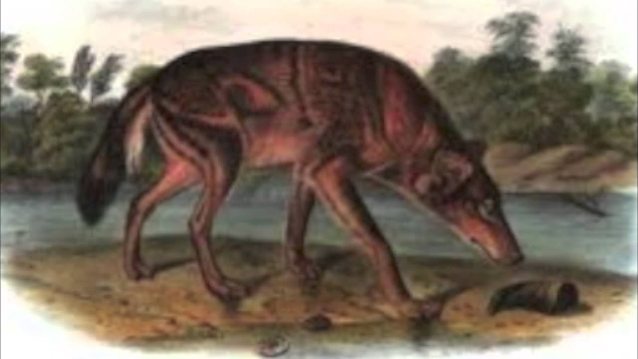 Endangered Red Wolves - YouTube