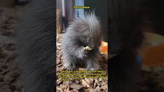 Fascinating Porcupines: Masters of Defense in the Wild!