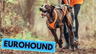 Eurohound  TOP 10 Interesting Facts