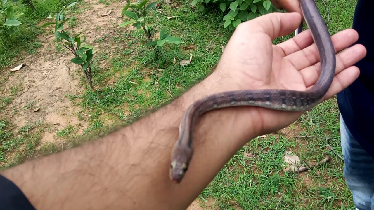 snake master berserk Indian Common Trinket Snake