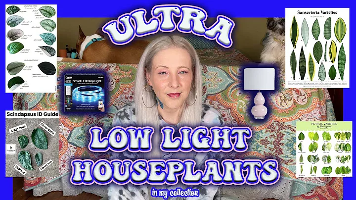 Ultra Low light Houseplants In My Collection