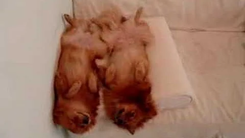 Watch the video about Ragdoll dogs