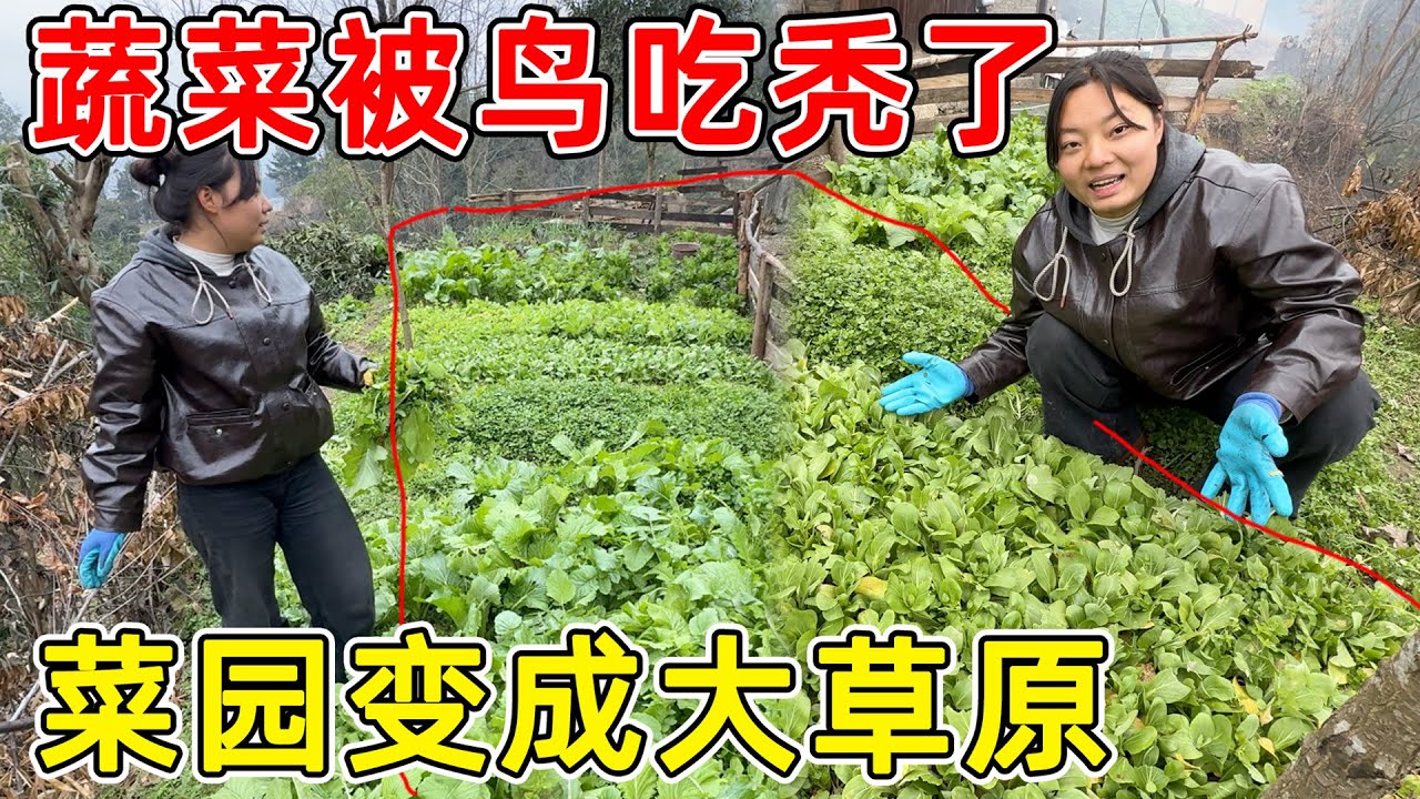 天塌了！夫妻俩种的菜被鸟给吃秃了，差点把草当菜吃了，在农村几块钱的菜种都吃不完