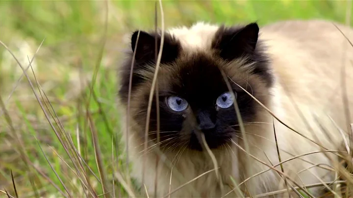 Watch the video about Just Birman Cat Breed with big Blue Eyes