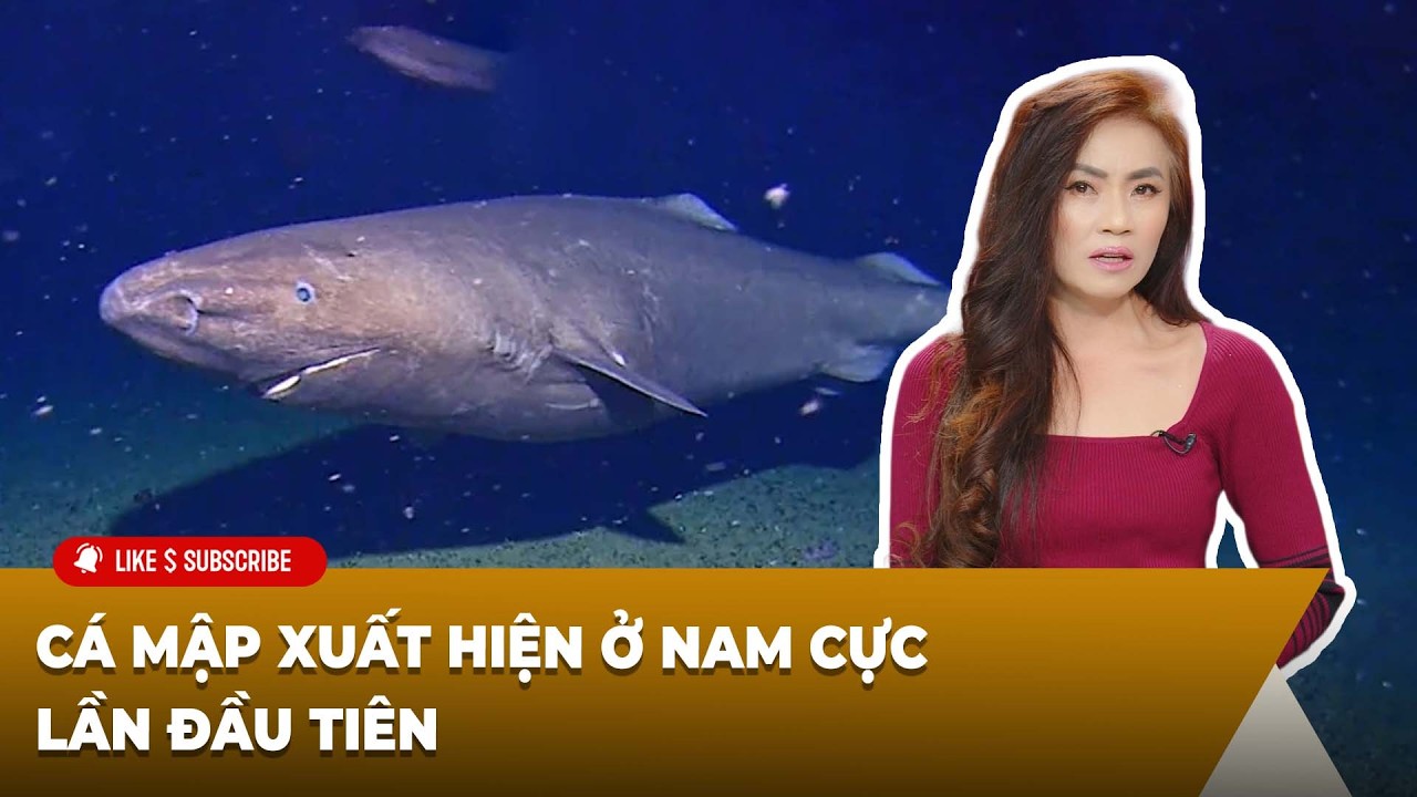 Cà Phê Sáng Cuối Tuần P2 (02-28-26) - Cá mập xuất hiện ở Nam Cực lần đầu tiên