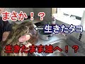 タコを一匹丸ごと揚げた！？豪快漁師のから揚げ！