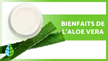 Quelles sont les Contre-indications de l'aloe vera