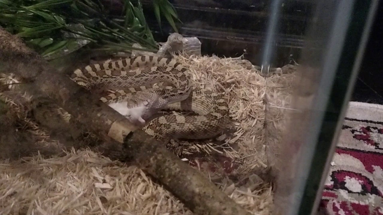 Gopher Snake Eats Two Live Mice YouTube