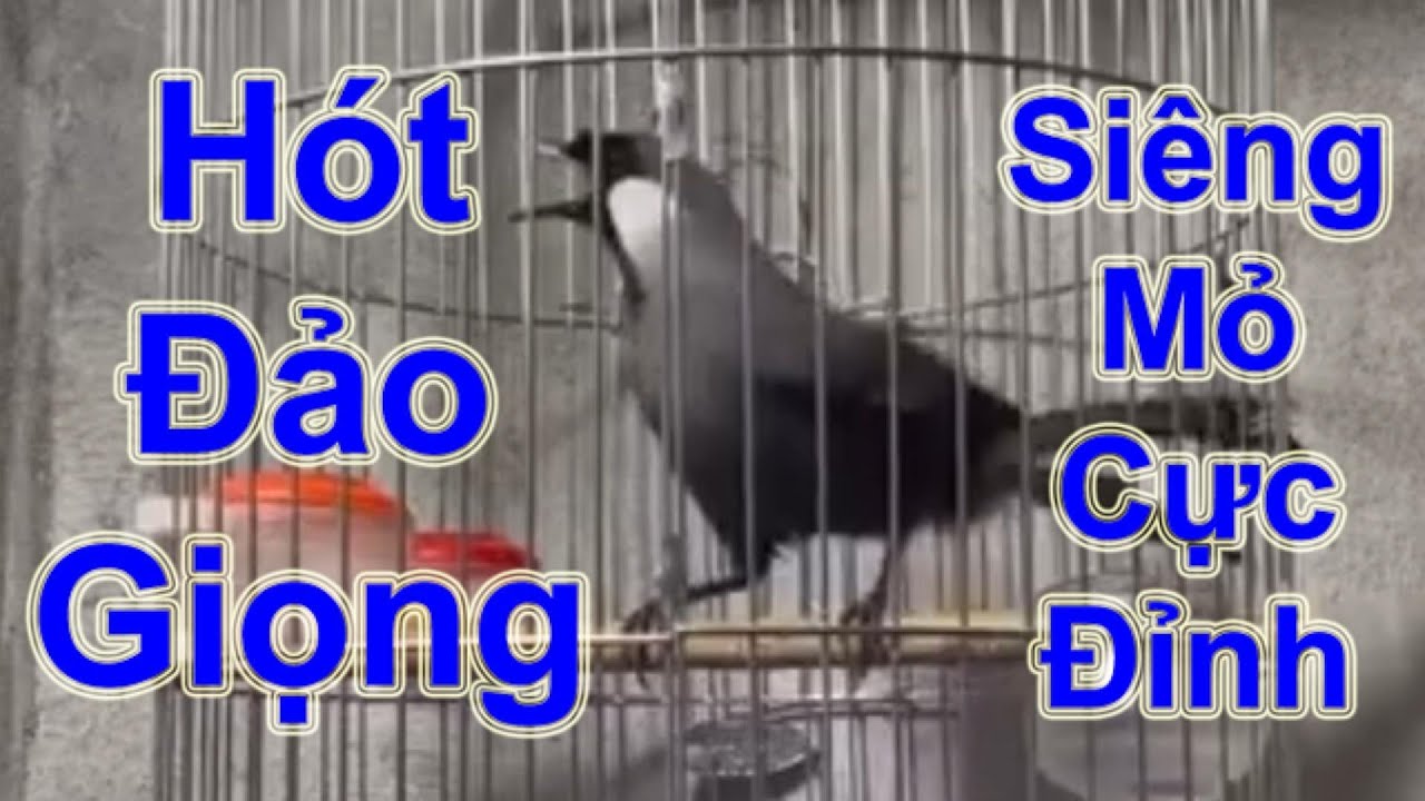 Khướu Bạc Má Hót Đảo Giọng Không Ngừng – Siêng Mỏ Cực Đỉnh