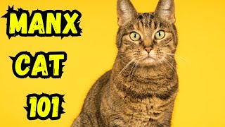Manx cat 101 | Pros And Cons, Everything You Need To Know