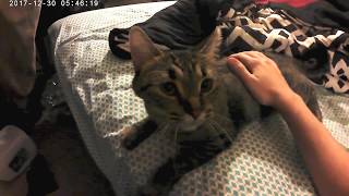 Cutest cat ever