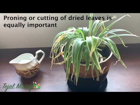 Video: Spinnenplantbladeren trimmen: hoe een spinplant te snoeien