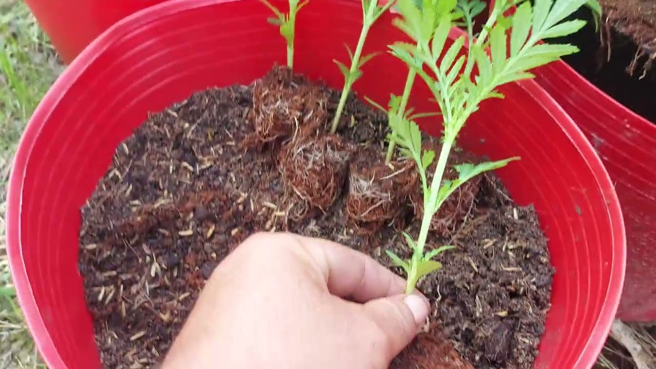 mùng 9 ra giỏ .cho  vụ hoa tết  2025 ....đến lúc lên màu còn cả 1 quá trình. ...hazz......