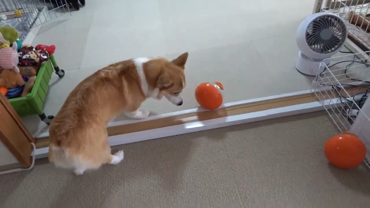 リクとまいは、洗い忘れたワブルボール