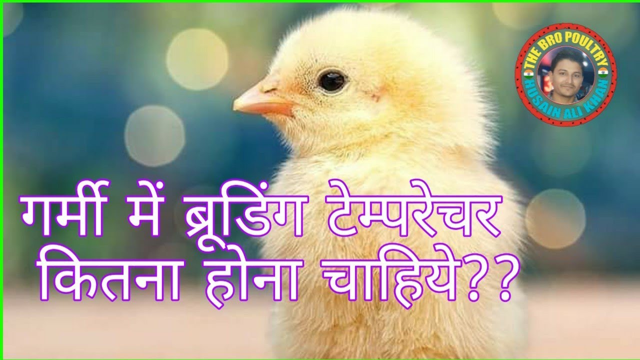 Garmi me brooding temperature kitna hona chahiye गर्मी में ब्रूडिंग