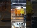 Tiger Barb Fish Breeding — Nature’s Perfect Egg-Layer Aquarium Species!”#ytshorts#viral#trending