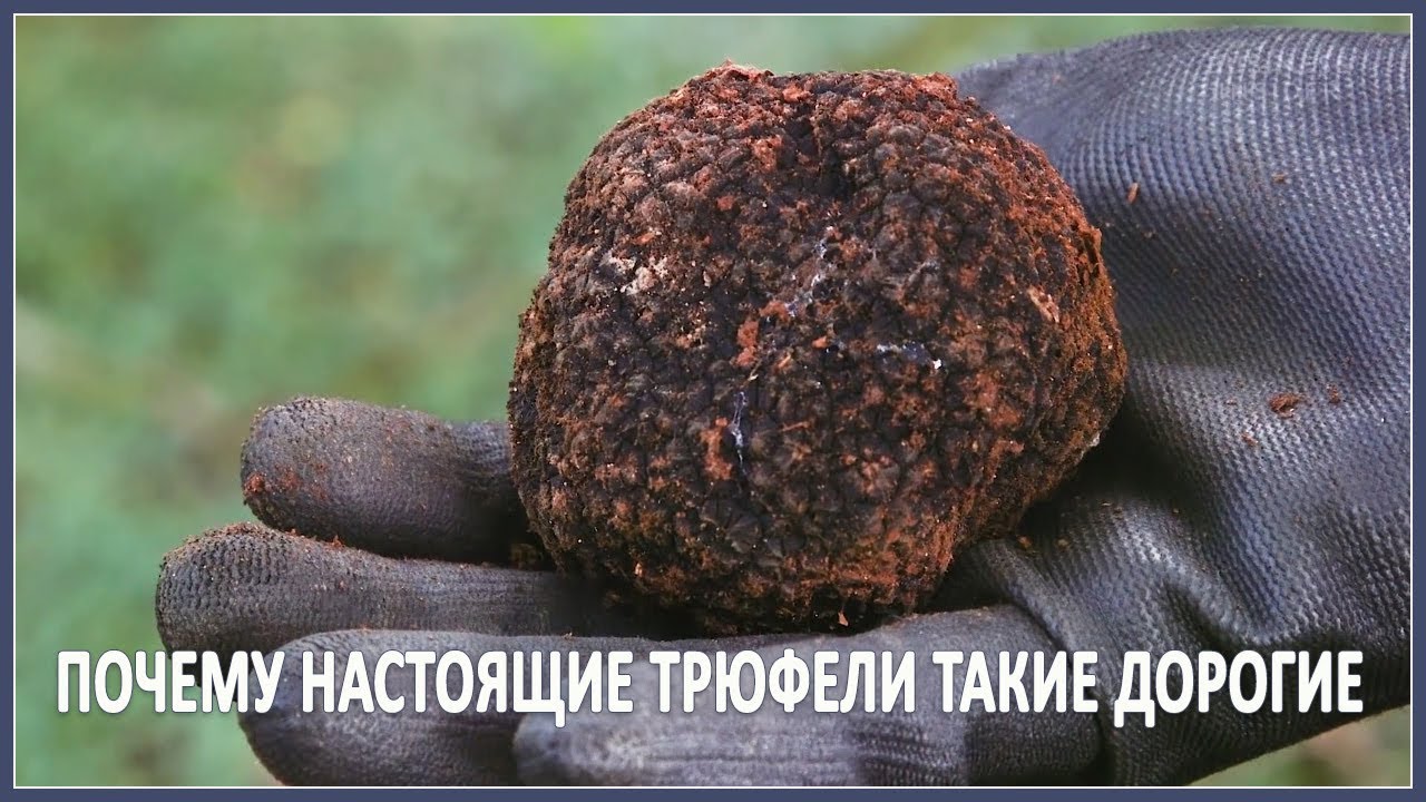 Почему гранты такие дорогие