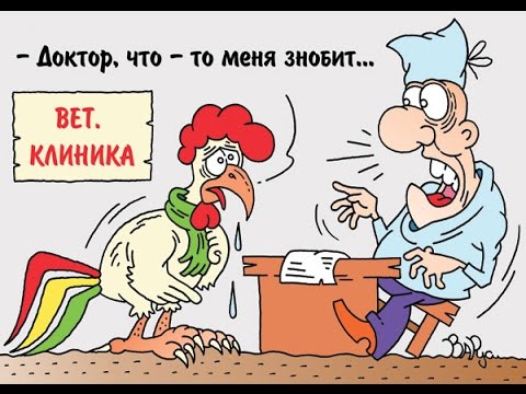 Напрасное лечение кур & Нужен ли петух в курятнике Напрасное лечение кур & Нужен ли петух в курятнике
