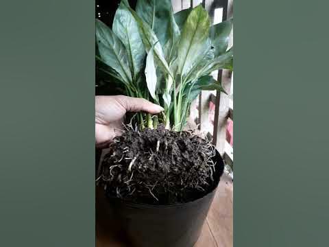 abandon peace lily plant in new look after getting proper care # peace
