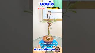 บอนไซมะขามทรงบัณฑิต #บอนไซ #bonsai #บอนไซมะขาม #shorts @Kaset_In_House