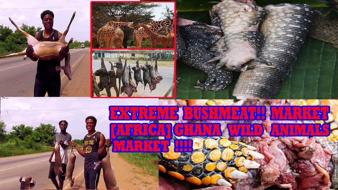 Extreme Bushmeat Market AFRICA GHANA Wild Animals Market Tour YouTube Extreme Bushmeat Market AFRICA GHANA Wild Animals Market Tour YouTube