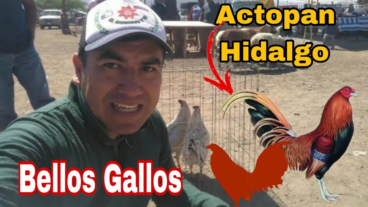 Gallos - aves  / plaza ganadera o mercado de animales