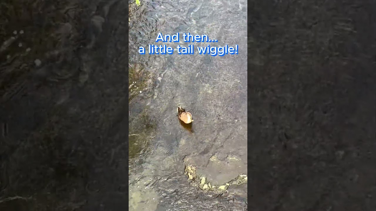 Wiggly Tail! KAWAII !  