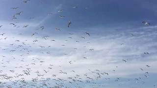 Seagulls dispersing shortly after Hawkeye Bird Control arrives with Harris Hawk
