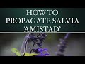 HOW TO PROPAGATE SALVIA AMISTAD HOW TO PROPAGATE SALVIA AMISTAD