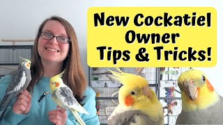 New Cockatiel Owner Tips & Tricks | BirdNerdSophie