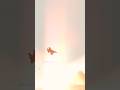 F16 in the sunset ! #falconbms #f16 #flightsim