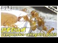 【純觀察】超美的「甜蜜巨山蟻」看完直接愛上螞蟻！｜最純粹的欣賞螞蟻｜極度療癒