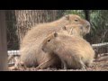 カピバラ　大宮公園小動物園　知能犯ピース の動画、YouTube動画。