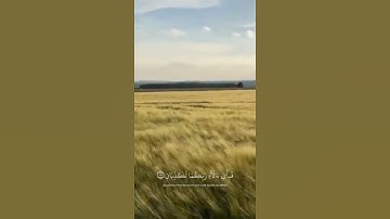 والأرض وضعها للأنام فيها فَاكِهَةٌ وَالنَّخْلُ ذَاتُ الأكمام🤍🤍 بصوت القارئ #اسلام_صبحي #المصحف #قرآن