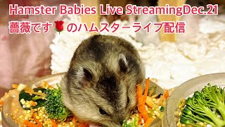 Hamster Babies Live Streaming Dec.21薔薇です