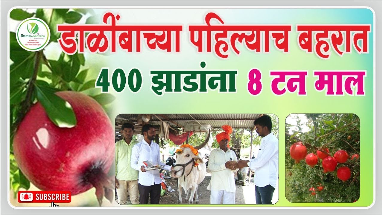 डाळिंबाच्या पहिल्याच भारात ४०० झाडांना ८ टन माल| Rama Agrotech