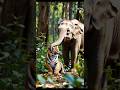 দেখা হলো ছোট্ট বাঘছানা আর হাতিশাবকের #tiger #elephant #foryou #voice