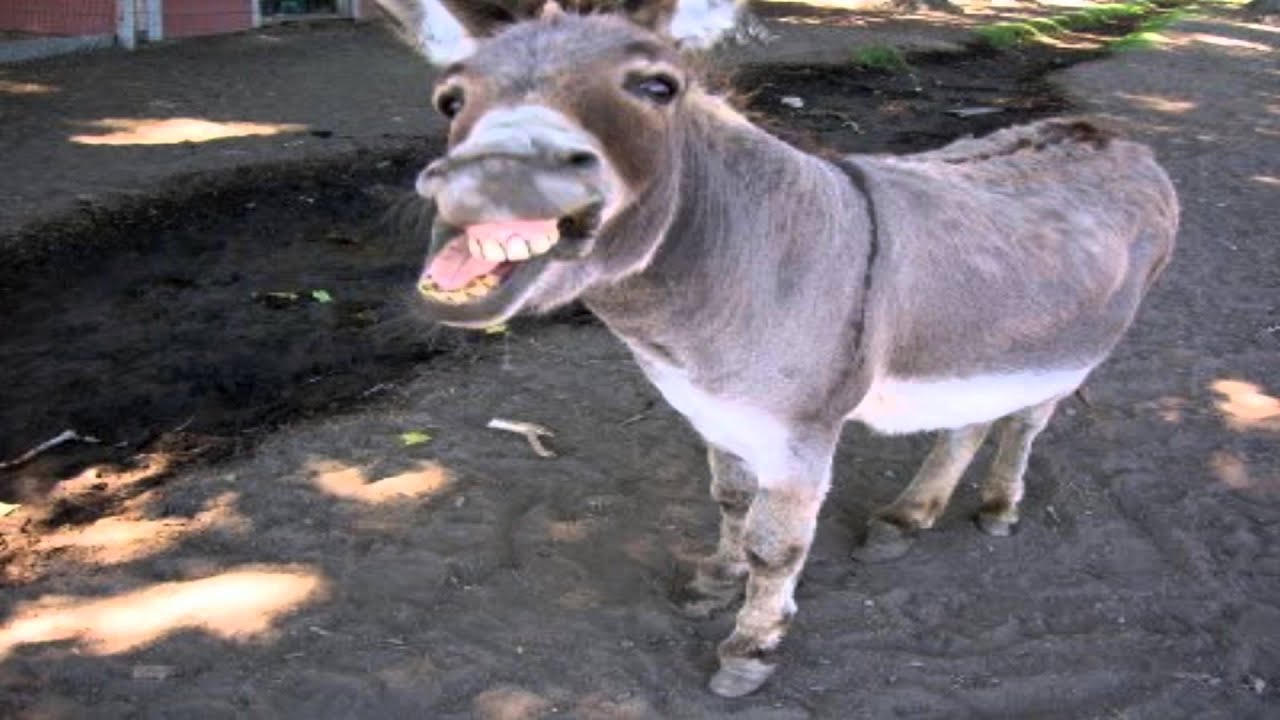 Are Donkey Shows Real In Mexico