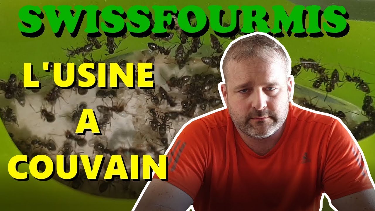 Fourmis - L'USINE A COUVAIN - Lasius niger