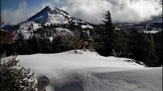 Rare Sierra Nevada red fox spotted in mountains of California's Lassen Volcanic National Park