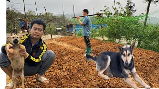 Gardening, vegetable garden, going to the market, taking care of animals. Ly quyet farm