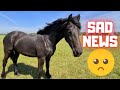 Sad news😢 We are very unlucky this year! | Friesian Horses