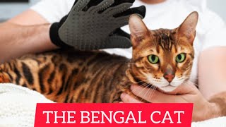 The Bengal Cat – Characteristics And Character by Smart Dog and Cat Lover 51 views 1 year ago 4 minutes, 12 seconds