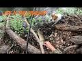 Catching a LIVING “Dinosaur” Fish in the Mud!