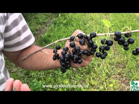 Смородина чёрная, сравнение сортов Добрыня и Селеченская-2