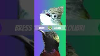 Download Lagu bres vs kolibri MP3