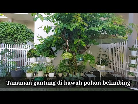 Video: Tanaman Untuk Taman Di Bawah Mahkota Pohon Jenis Konifera