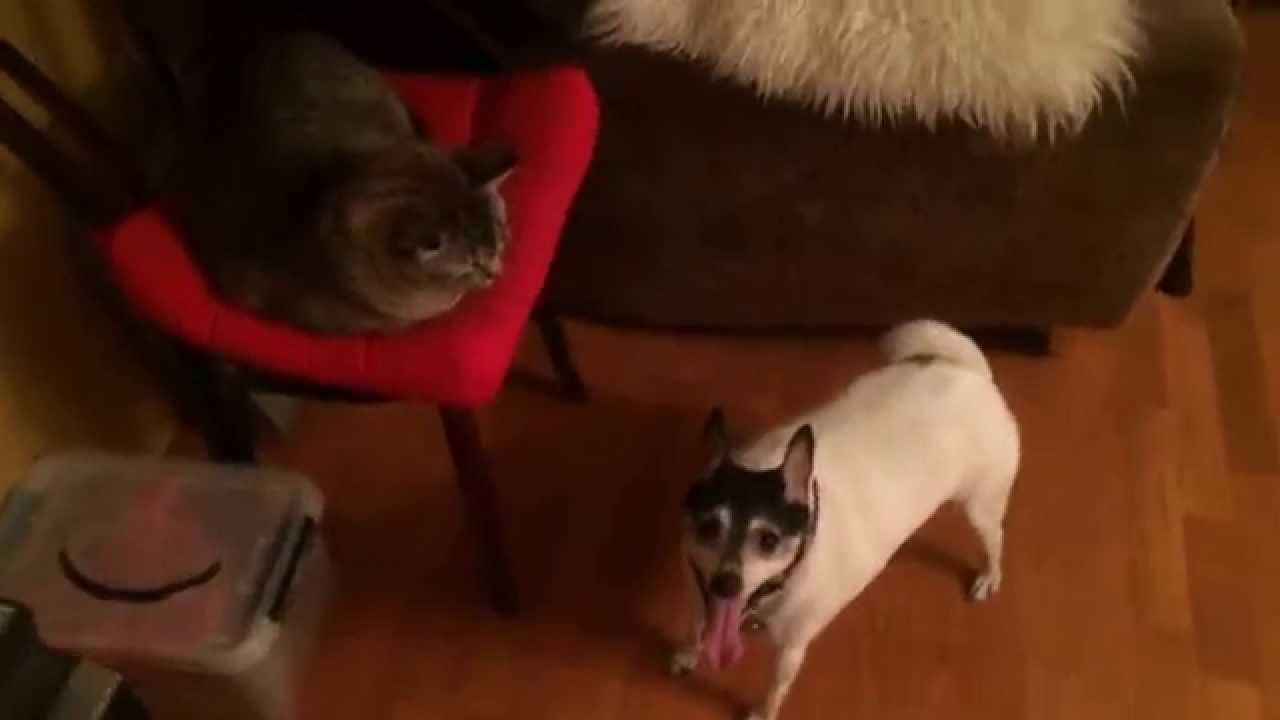 Two dogs go crazy while cat watches YouTube