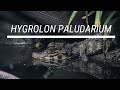 How To Make a Hygrolon Paludarium Background