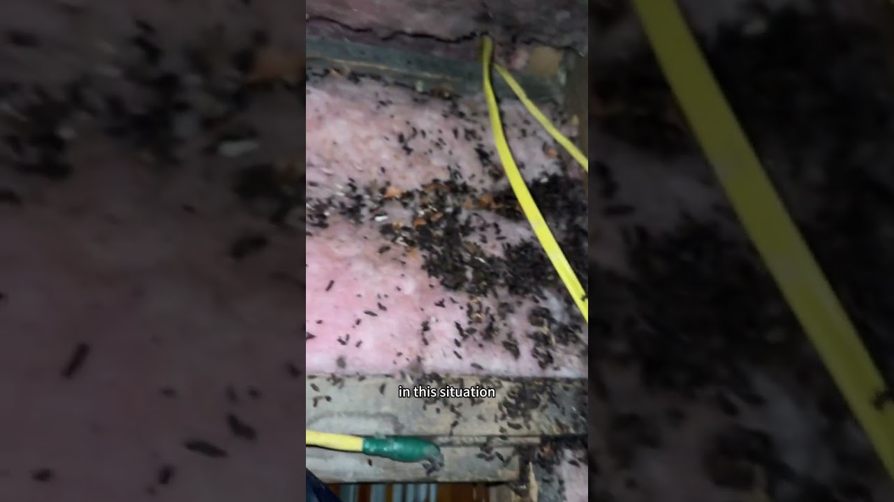 🕵️‍♂️ Attic Inspection! 🐀🏠 Troy, Michigan. MY BAT GUY